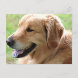 Cartão Postal Cartão-postal do ouro Retriever
