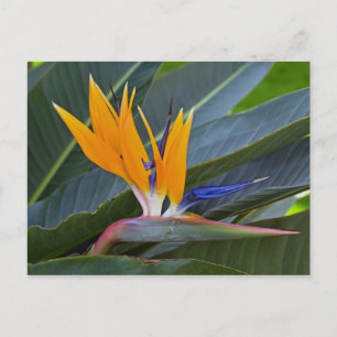 Cartão Postal Cartão-postal do Pássaro do Paraíso