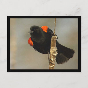Cartão Postal Cartão-postal do Pássaro-preto-de-asas-vermelhas