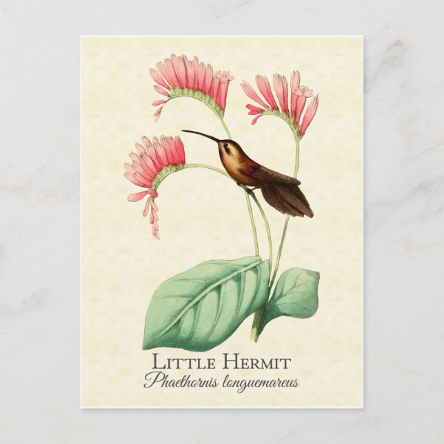 Cartão Postal Cartão-postal do pequeno Hermit Hummingbird (Frente)