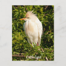 Cartão-postal do perfil Egret de Bovinos