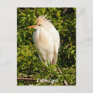 Cartão Postal Cartão-postal do perfil Egret de Bovinos