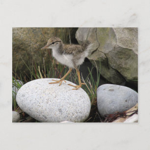 Cartão Postal Cartão-postal do Pintinho Sandpiper