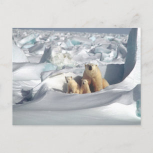 Cartão Postal Cartão-postal do Polar Bear Mãe e Cubs