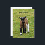 Cartão Postal Cartão-postal do Pygmy Goat Kid<br><div class="desc">Fotografia de uma Criança de Cabra Pigmeus.</div>