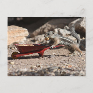 Cartão Postal Cartão-postal do Quirrel Farmer