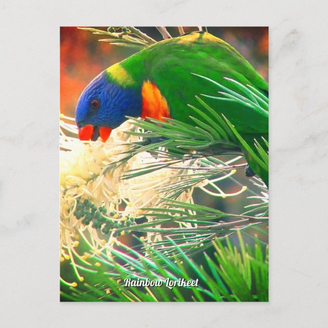 Cartão Postal Cartão-postal do Rainbow Lorikeet Photo (Frente)