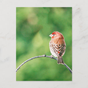 Cartão Postal Cartão-postal do Real Photo House Finch Nature Bi