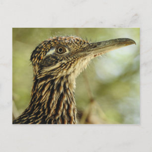 Cartão Postal Cartão-postal do Roadrunner