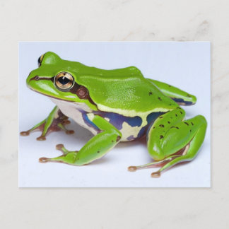 Cartão Postal Cartão-postal do Sapo de árvore verde