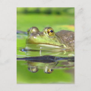 Cartão Postal Cartão-postal do Sapo Verde