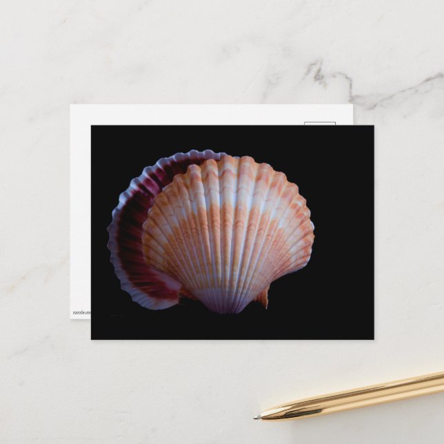 Cartão Postal Cartão-postal do Shell Scallop (Frente/Verso In Situ)
