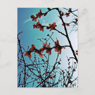 Cartão Postal Cartão-postal do Skies primavera