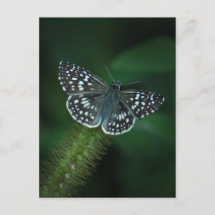 Cartão Postal Cartão-postal do Skipper Butterfly verificado