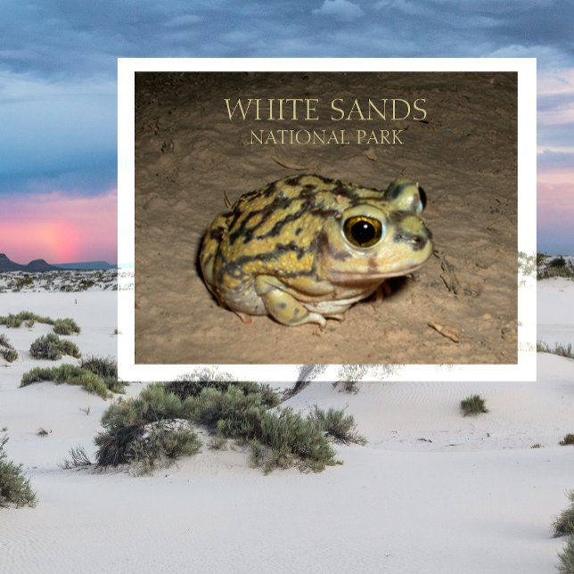 Cartão Postal Cartão-postal do Spadefoot Toad, White Sands Natio (Criador carregado)