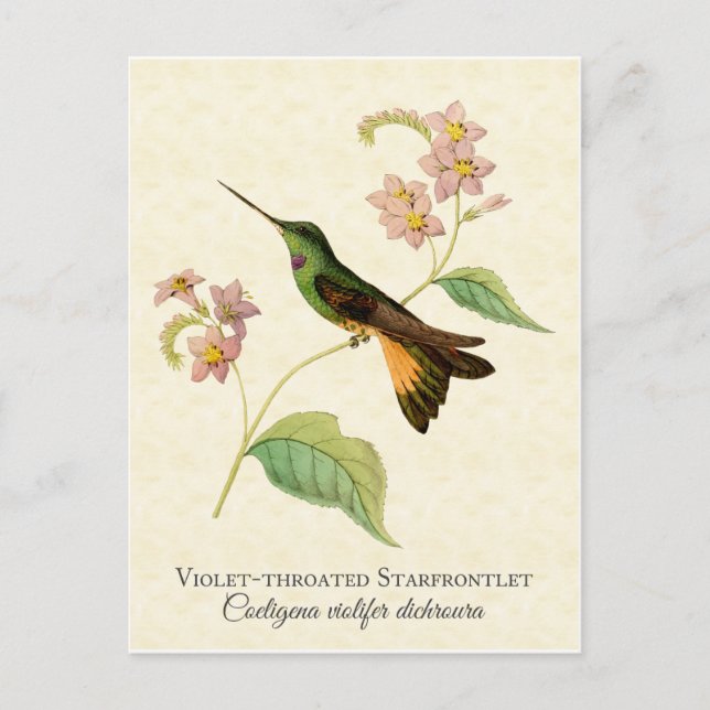 Cartão Postal Cartão-postal do Starfrontlet Hummingbird (Frente)