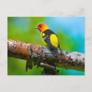 Cartão Postal Cartão-postal do Tanager-do-oeste