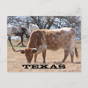 Cartão Postal Cartão-postal do Texas Longhorn