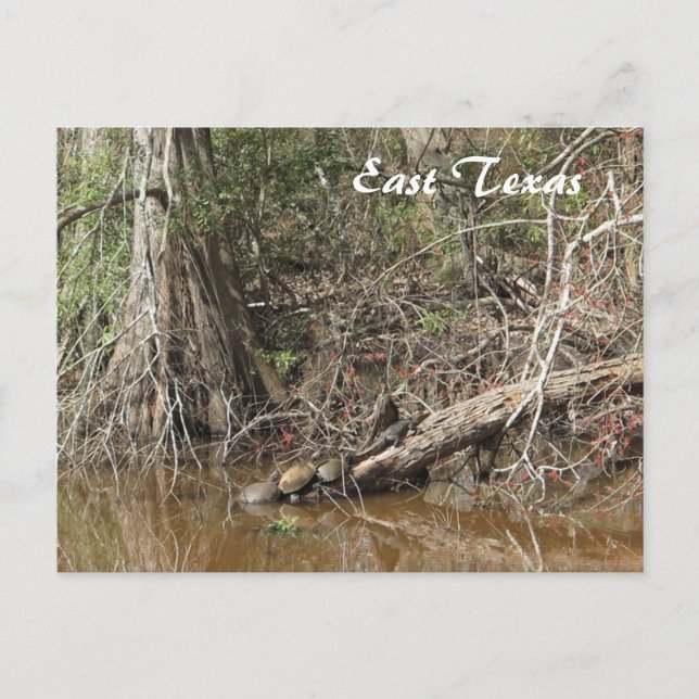 Cartão Postal Cartão-postal do Texas Oriental (Frente)