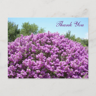 Cartão Postal Cartão-postal do Texas Sage Obrigado