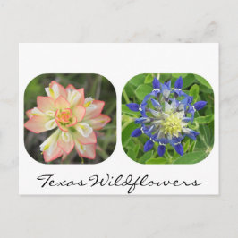 Cartão Postal Cartão-postal do Texas Wildflower