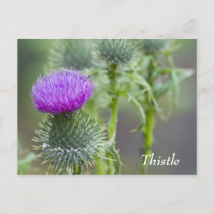Cartão Postal Cartão-postal do Thistle