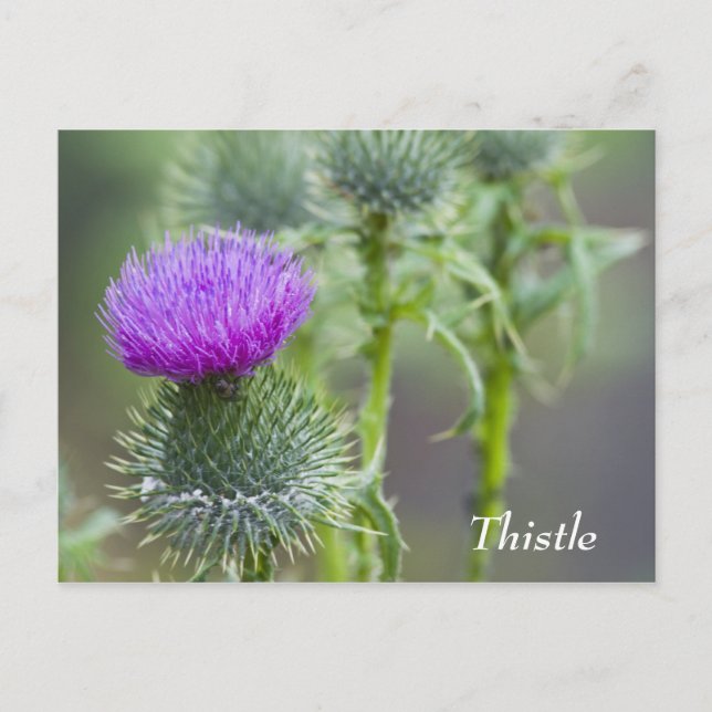 Cartão Postal Cartão-postal do Thistle (Frente)