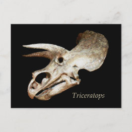 Cartão Postal Cartão-postal do Triceratops Skull