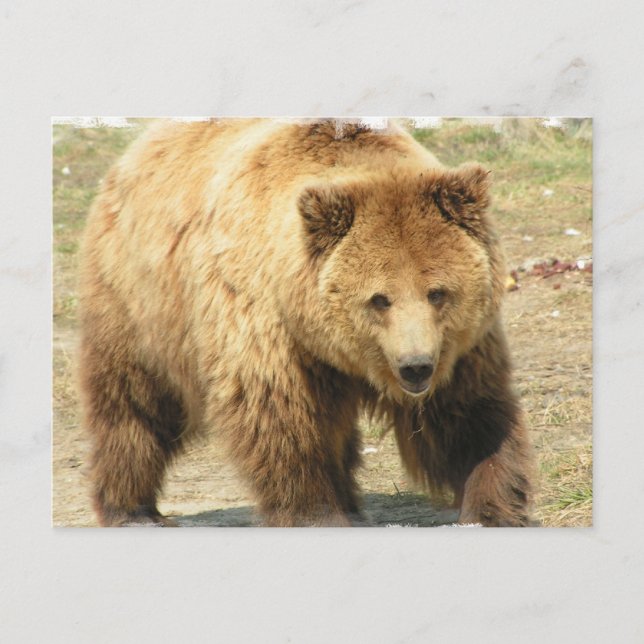 Cartão Postal Cartão-postal do urso Grizzly (Frente)