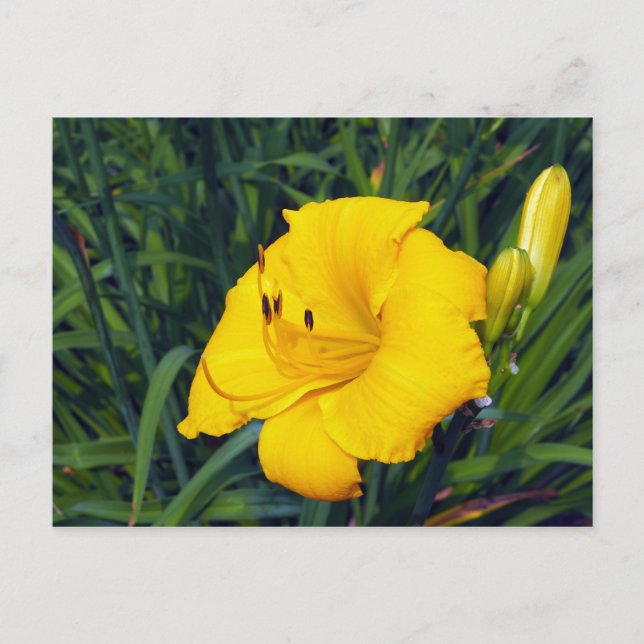 Cartão Postal Cartão-postal do Vazio Amarelo Daylily 13 (Frente)