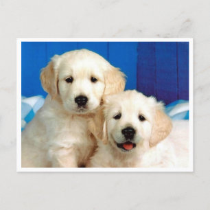 Cartão Postal Cartão-postal do Vazio de Cachorro Puppy Retrieve
