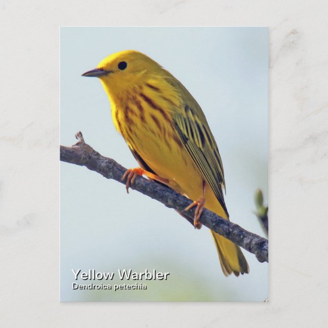 Cartão Postal Cartão-postal do Warbler Amarelo (Frente)
