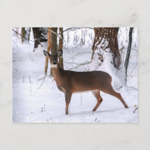 Cartão Postal Cartão-postal do Winter Doe