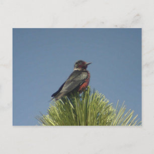 Cartão Postal Cartão-postal do Woodpecker Lewis