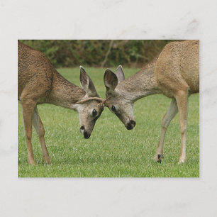 Cartão Postal Cartão-postal do Young Buck Rutting