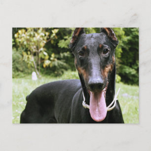 Cartão Postal Cartão-postal Doberman Pinscher