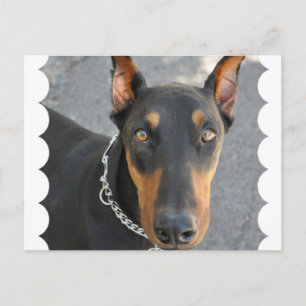 Cartão Postal Cartão-postal Doberman Pinscher