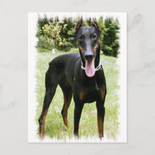 Cartão Postal Cartão-postal Doberman Pinscher
