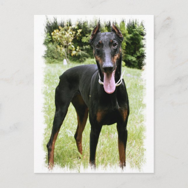 Cartão Postal Cartão-postal Doberman Pinscher (Frente)
