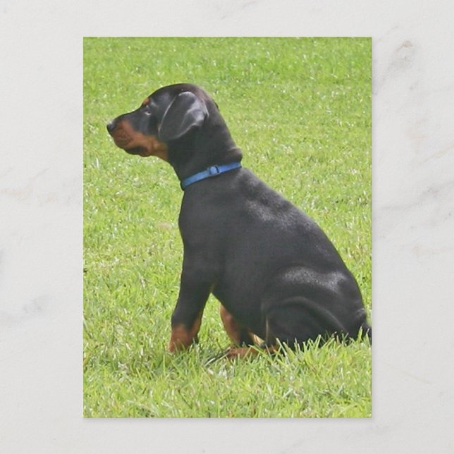 Cartão Postal Cartão-postal Doberman Pinscher Puppy (Frente)