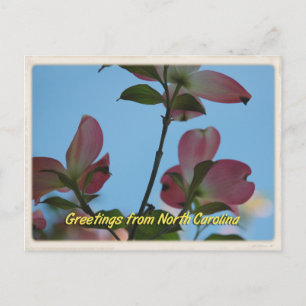 Cartão Postal Cartão-postal Dogwood Rosa-Carolina do Norte