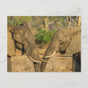Cartão Postal Cartão-postal - Dois Elefantes Africanos Masculin