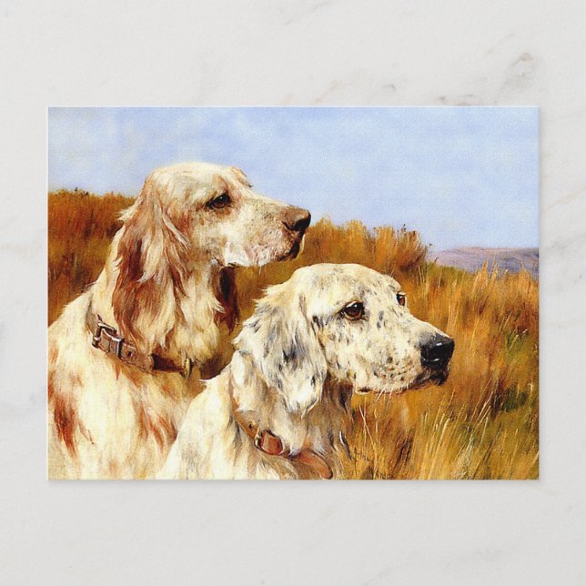 Cartão Postal Cartão-postal: Dois Setters por Arthur Wardle (Frente)
