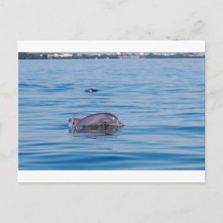 Cartão Postal Cartão-postal Dolphin