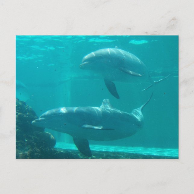Cartão Postal Cartão-postal Dolphin (Frente)
