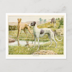 Cartão Postal Cartão-postal dos cães de galgos