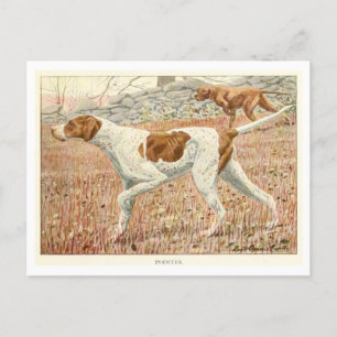 Cartão Postal Cartão-postal dos cães ponteiro