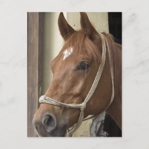 Cartão Postal Cartão-postal dos cavalos árabes