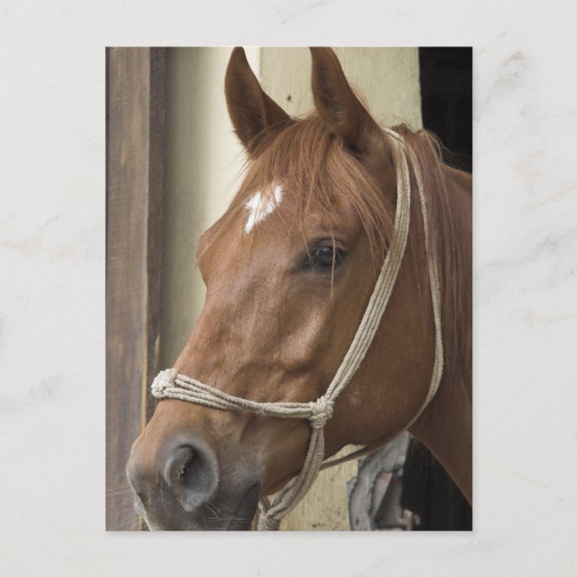 Cartão Postal Cartão-postal dos cavalos árabes (Frente)