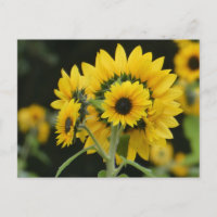 Cartão-postal dos Girassóis Buquê DIY